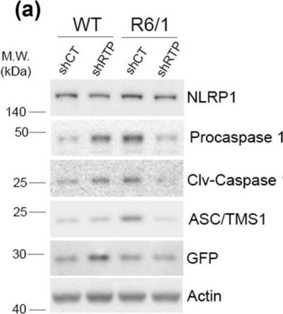 NLRP1/NALP1 Antibody - BSA Free