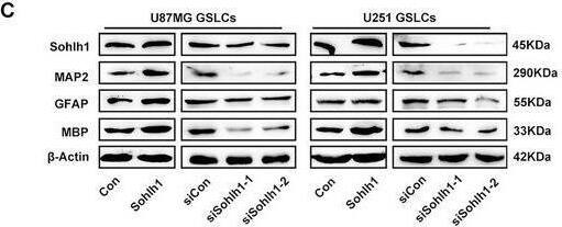 SOHLH1 Antibody - BSA Free