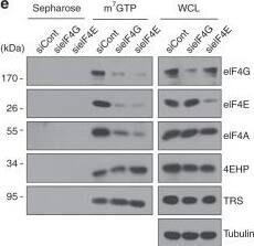 EIF3M Antibody