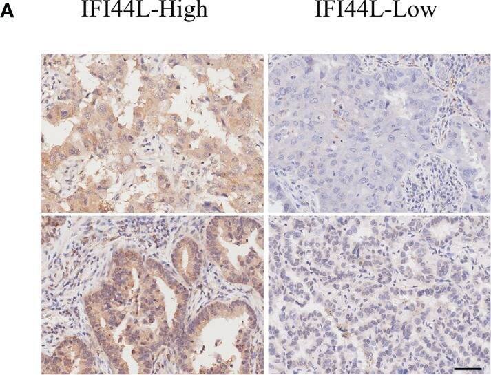 IFI44L Antibody