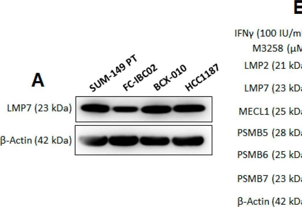 PSMB10/MECL1 Antibody - BSA Free