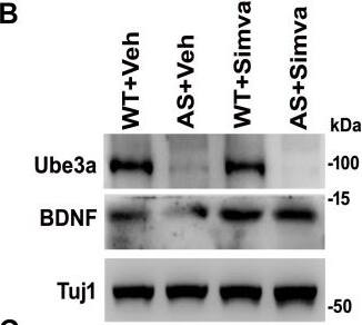 BDNF Antibody