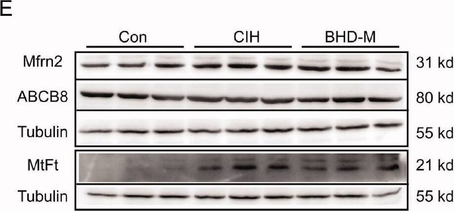SLC25A28 Antibody - BSA Free
