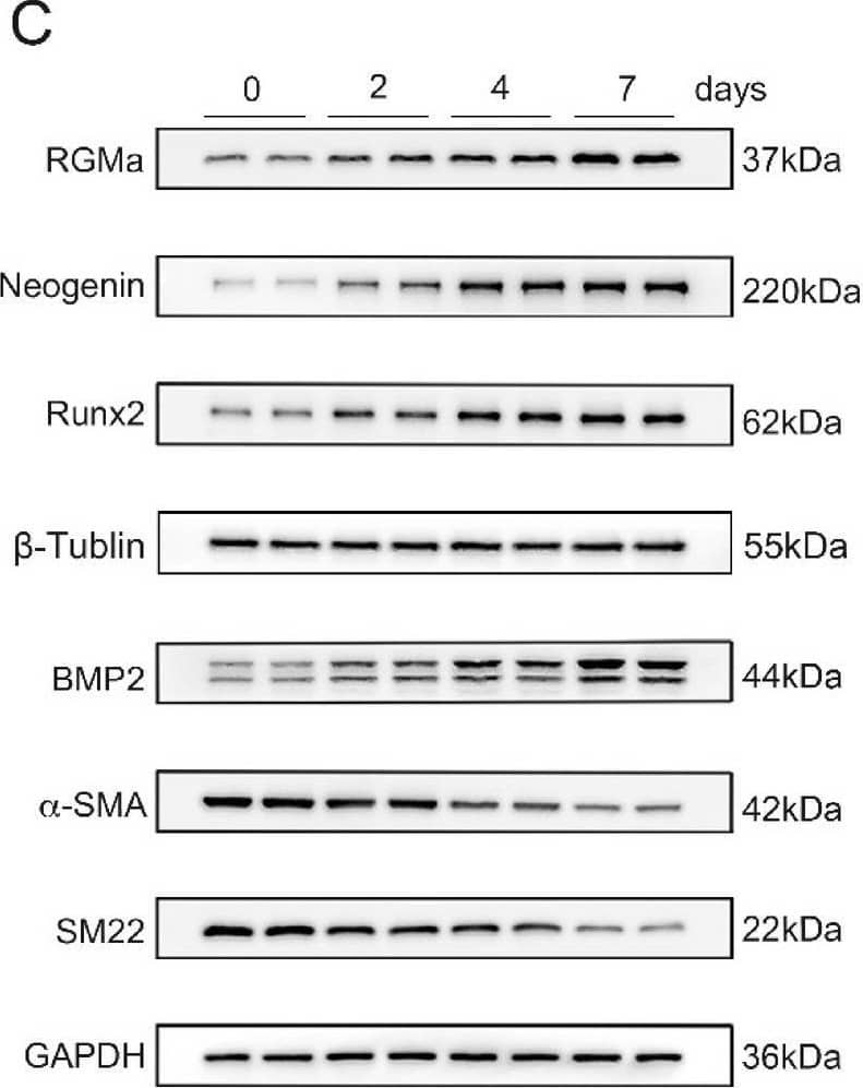 Neogenin Antibody - BSA Free