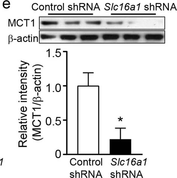 MCT1/SLC16A1 Antibody - BSA Free
