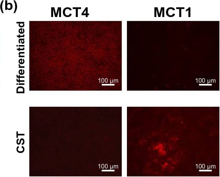 MCT1/SLC16A1 Antibody - BSA Free