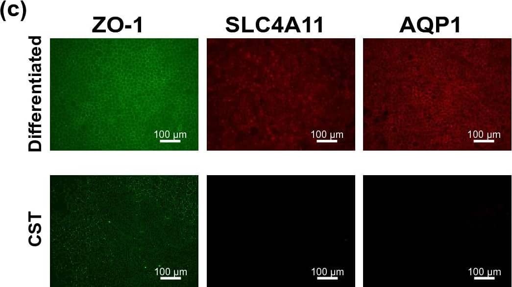 MCT1/SLC16A1 Antibody - BSA Free