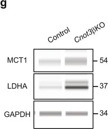 MCT1/SLC16A1 Antibody - BSA Free