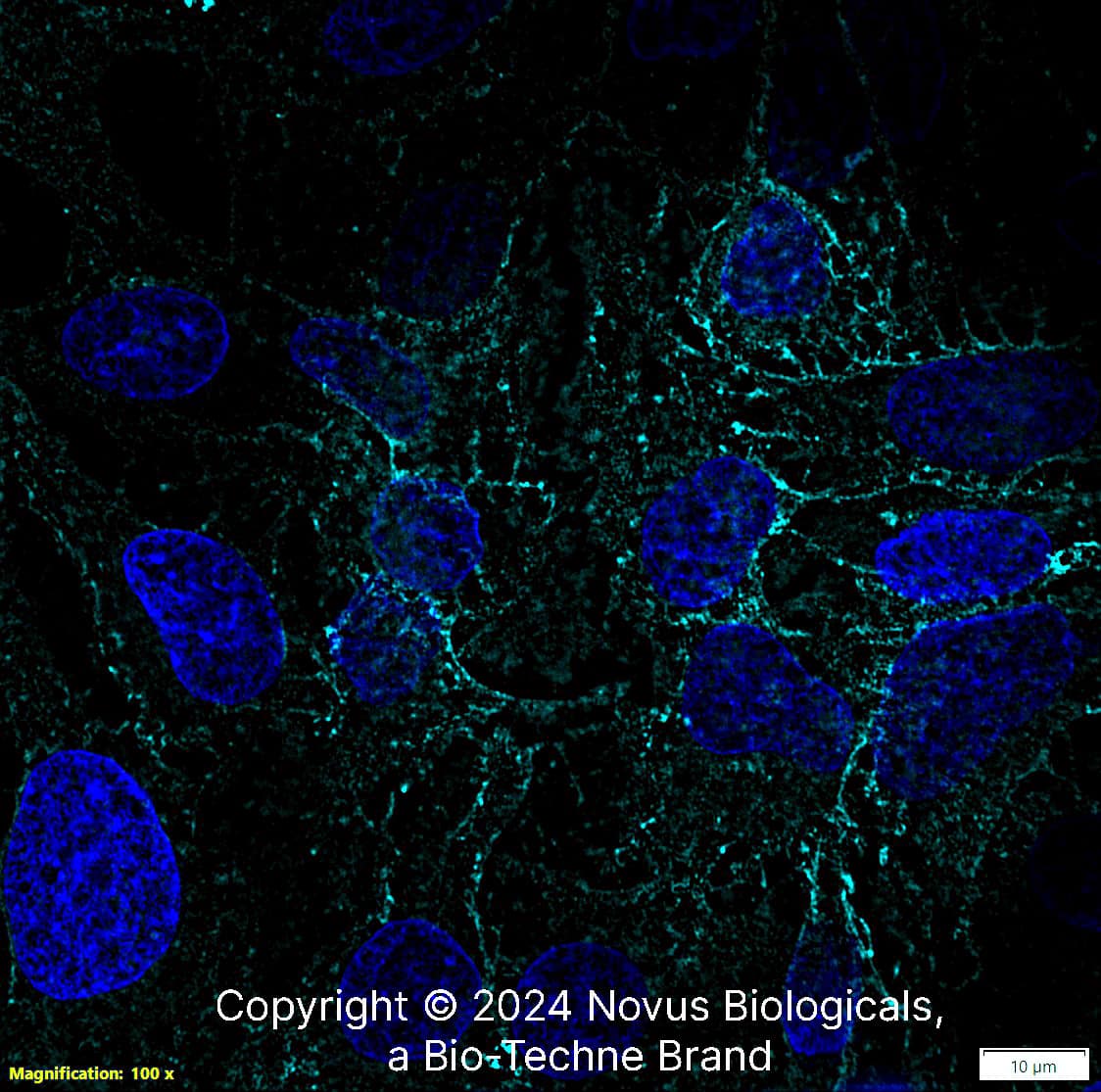 MCT1/SLC16A1 Antibody [Alexa Fluor® 647]