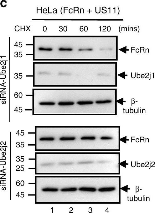 UBE2J2/UBC6 Antibody