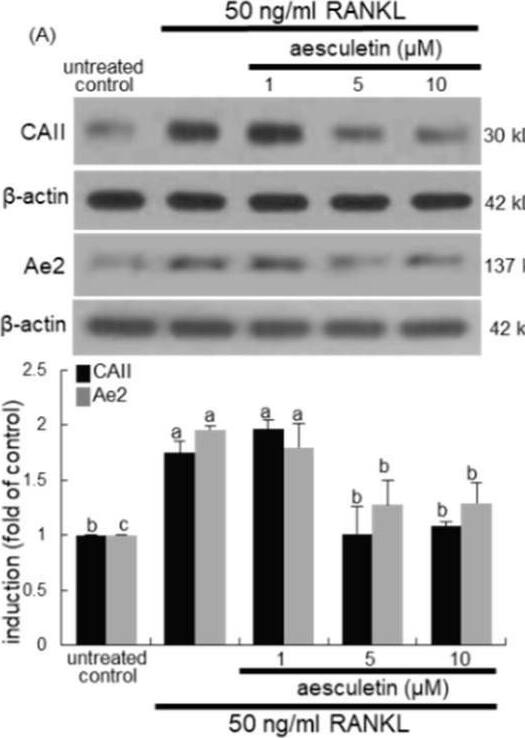 AE2 Antibody - BSA Free