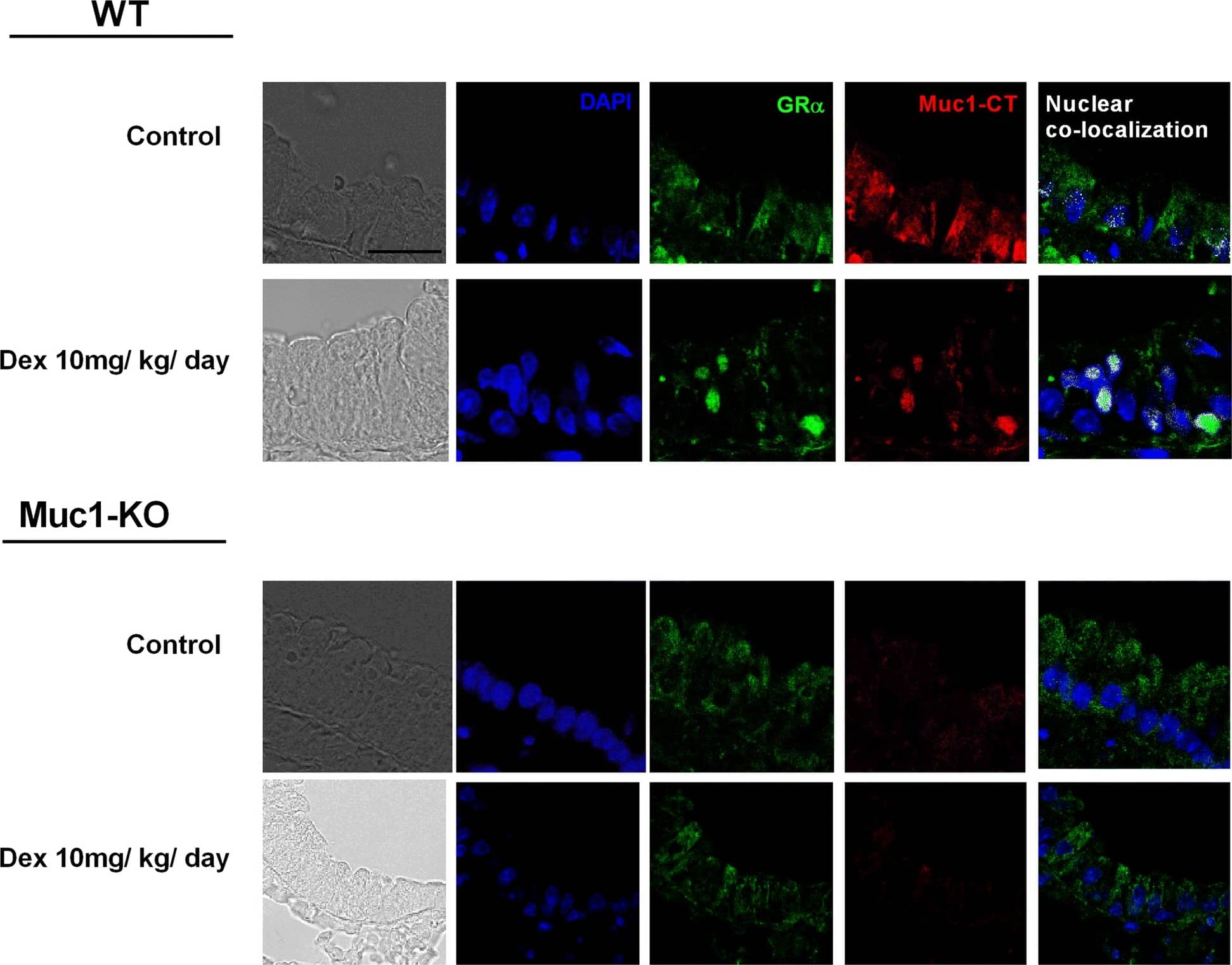 MUC1 Antibody - BSA Free