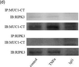 MUC1 Antibody - BSA Free