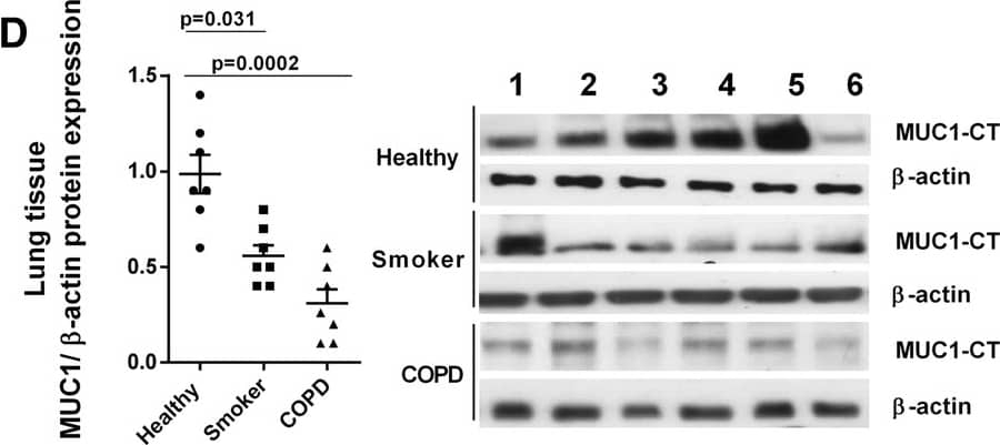 MUC1 Antibody - BSA Free