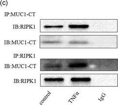 MUC1 Antibody - BSA Free