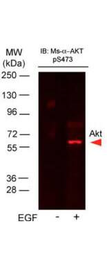 AKT1 [p Ser473] Antibody (17F6.B11)