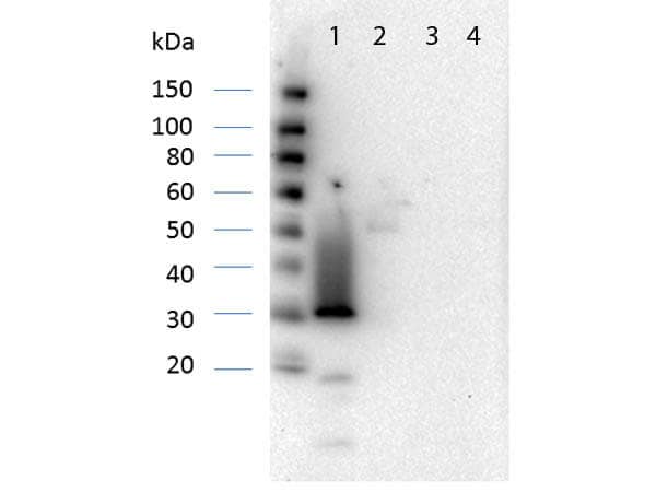 RFP Antibody