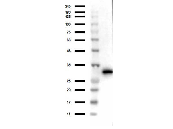RFP Antibody