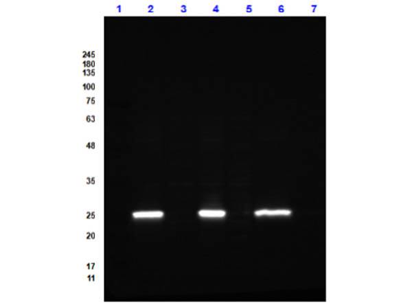 Use of DyLight 488 Conjugated GFP Antibody in Western Blot