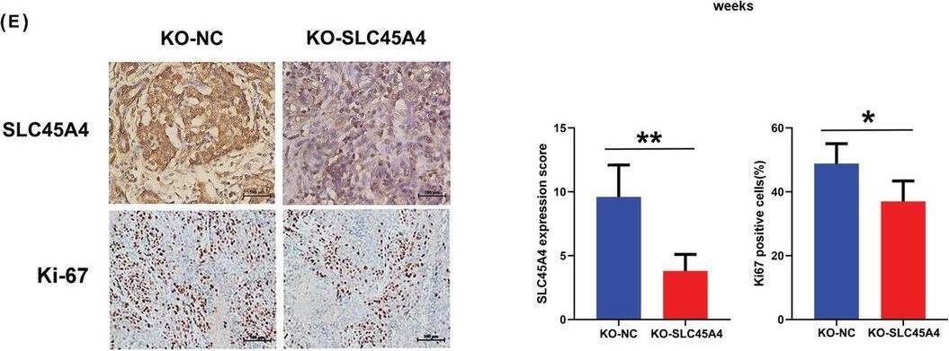 SLC45A4 Antibody