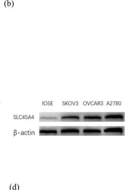 SLC45A4 Antibody
