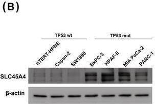 SLC45A4 Antibody