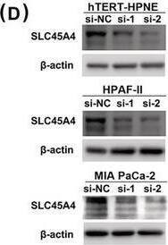 SLC45A4 Antibody