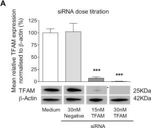mtTFA Antibody (18G102B2E11)