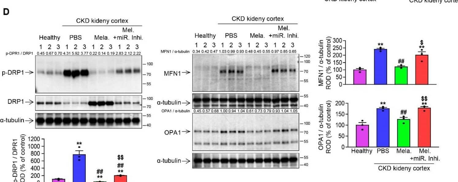 OPA1 Antibody (1E8-1D9) - BSA Free