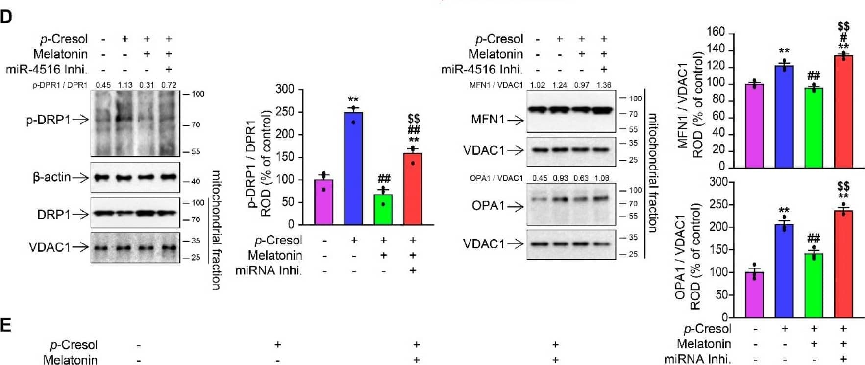 OPA1 Antibody (1E8-1D9) - BSA Free