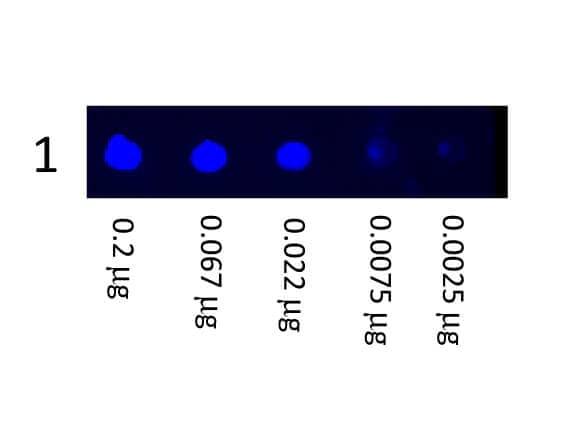 Goat anti-Mouse IgG (H+L) Secondary Antibody [FITC] (Pre-adsorbed)