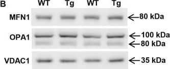 Mitofusin 1 Antibody (11E9-1H12) - BSA Free