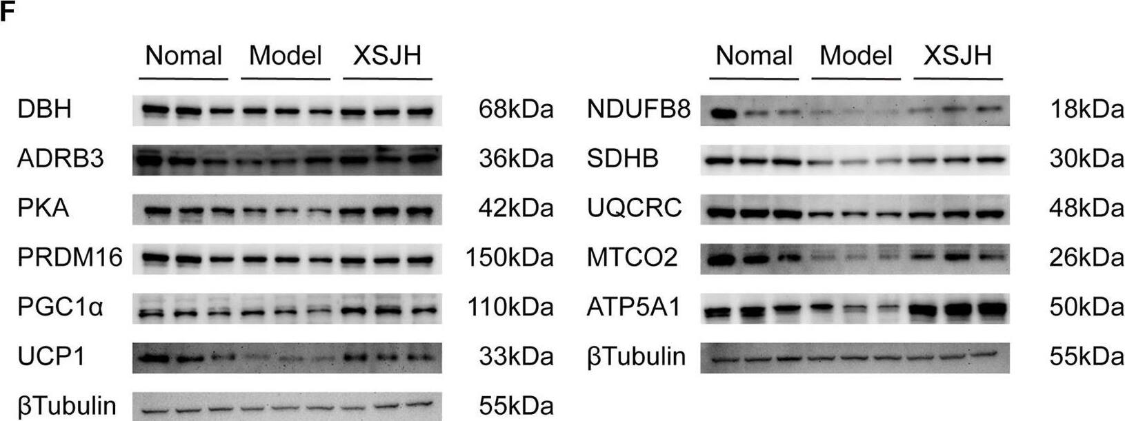 PRDM16/MEL1 Antibody - BSA Free