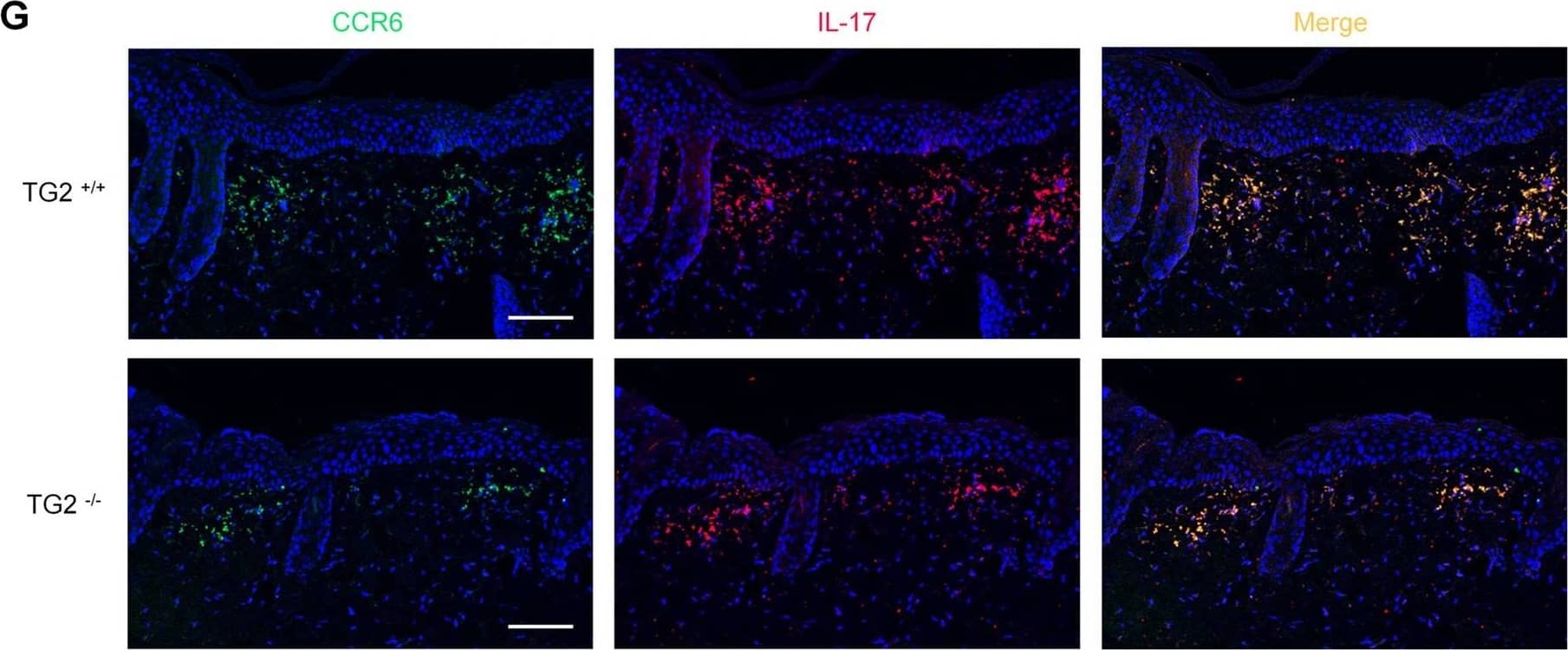 IL-17/IL-17A Antibody (TC11-18H10) - Azide and BSA Free