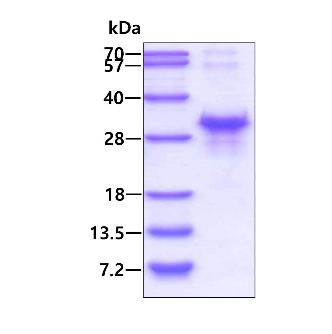 Recombinant Human Nanog His Protein SDS-Page: Recombinant Human Nanog Protein [NBP1-72370]