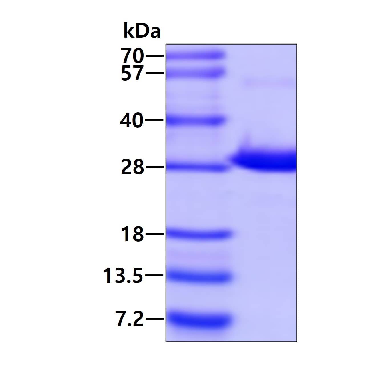 Recombinant Human RND1 His Protein