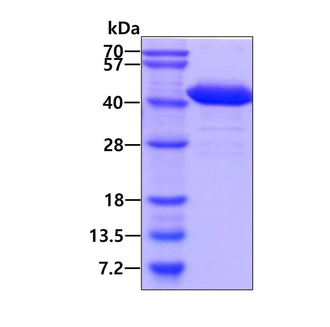 Recombinant Human NAPG His Protein