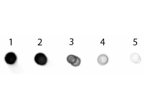 Goat anti-Porcine IgG (H+L) Secondary Antibody [Alkaline Phosphatase ...