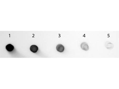 Goat anti-Guinea Pig IgG Fc Secondary Antibody [Alkaline Phosphatase]