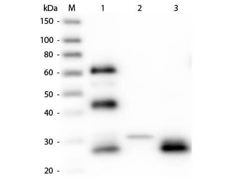 Rabbit anti-Chicken IgG F(ab')2 Secondary Antibody [Alkaline Phosphatase]