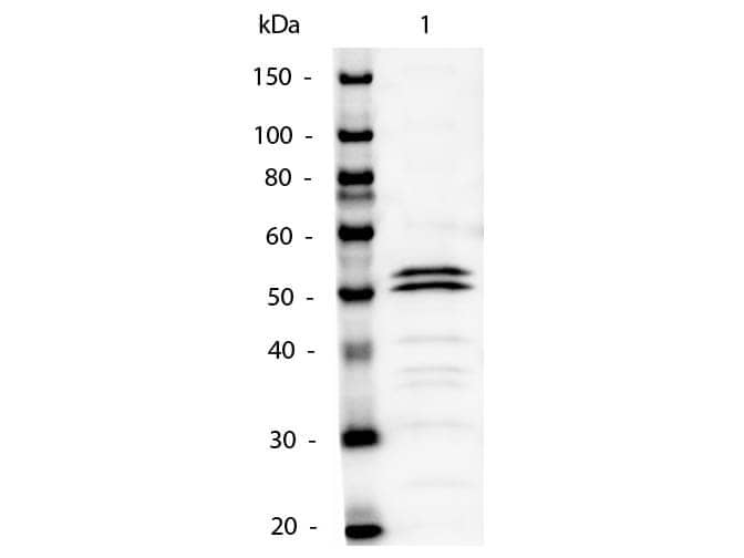 Rabbit anti-Mouse IgG1 Heavy Chain Secondary Antibody [Alkaline Phosphatase]