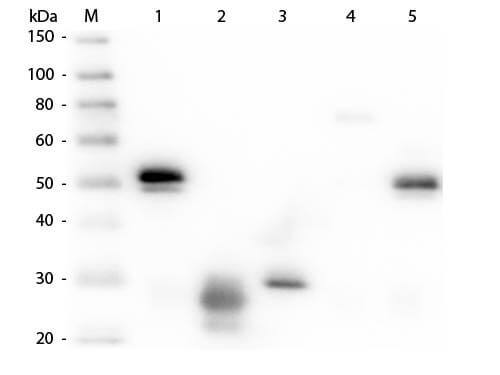 Rat anti-Rabbit IgG (H+L) Secondary Antibody [Alkaline Phosphatase] (Pre-adsorbed)