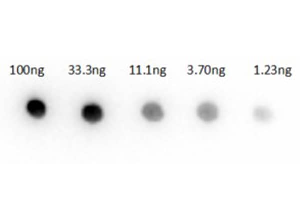 Goat anti-Rabbit IgG (H+L) Secondary Antibody