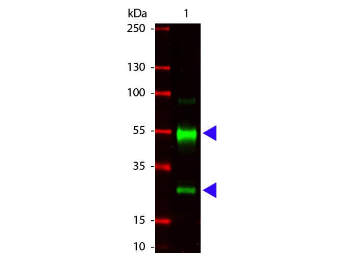 Goat anti-Porcine IgG (H+L) Secondary Antibody