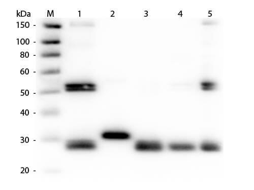 Rabbit anti-Rat IgG (H+L) Secondary Antibody (Pre-adsorbed)