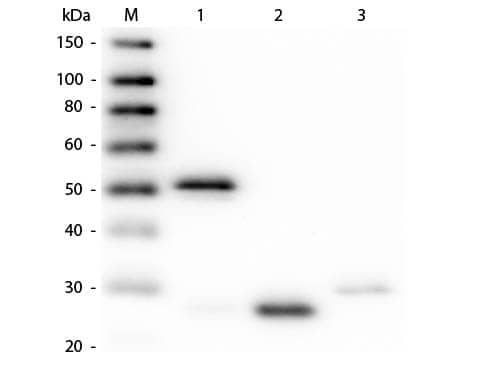 Guinea Pig anti-Rabbit IgG (H+L) Secondary Antibody (Pre-adsorbed)