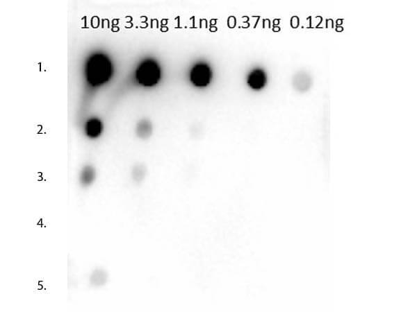 Rabbit anti-Mouse IgG1 Heavy Chain Secondary Antibody