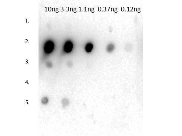 Rabbit anti-Mouse IgG2a Heavy Chain Secondary Antibody