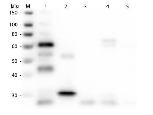 Goat anti-Chicken IgG (H+L) Secondary Antibody [DyLight 549] (Pre-adsorbed)