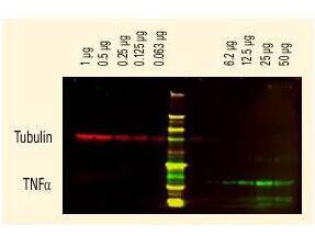 Goat anti-Chicken IgG (H+L) Secondary Antibody [DyLight 680] (Pre-adsorbed)